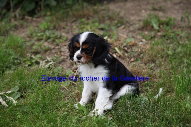 Cavalier King Charles : Jackpot du rocher de la Garelire